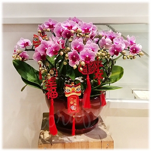 COR10   迷你蝴蝶蘭 "小可愛"孖枝蝴蝶蘭   ( Sold Out )  COR10   迷你蝴蝶蘭 "小可愛"孖枝蝴蝶蘭   ( Sold Out )
